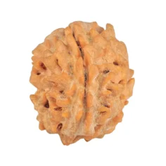 1 Mukhi Rudraksha 21.8mm 3gm - Rudraksha