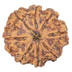 8 Mukhi Rudraksha 25.7mm 5.54gm - Rudraksha