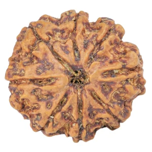 8 Mukhi Rudraksha 25.7mm 5.54gm - Rudraksha