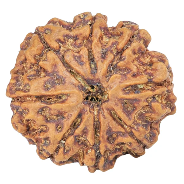 8 Mukhi Rudraksha 25.7mm 5.54gm - Rudraksha