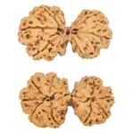9 MK Gaurishankar 38.6mm 6.7gm - Rudraksha