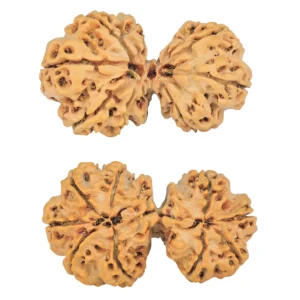 9 MK Gaurishankar 38.6mm 6.7gm - Rudraksha