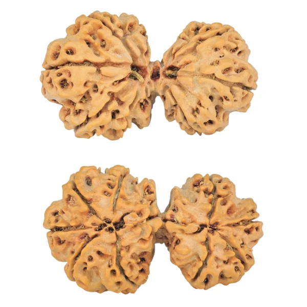 9 MK Gaurishankar 38.6mm 6.7gm - Rudraksha