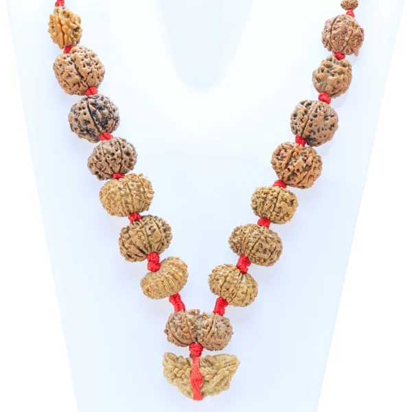 1 to 14 Mukhi Rudraksha Mala ( Siddha Mala ) - Certificate: DCL/2026/B/0049 - Rudraksha Zoom Image