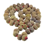 10 Mukhi Nepali Kantha - Rudraksha Zoom Image