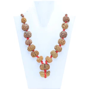 1 to 14 Mukhi Rudraksha Mala ( Siddha Mala ) - Certificate: DCL/2026/B/0032 - Rudraksha Zoom Image