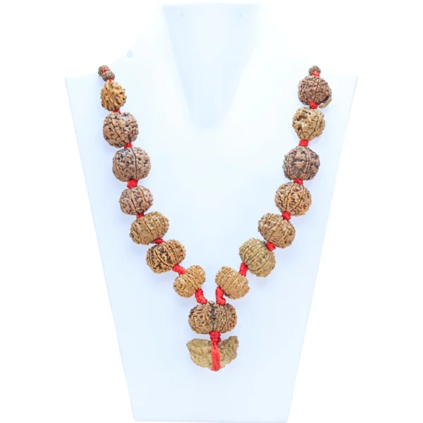 1 to 14 Mukhi Rudraksha Mala ( Siddha Mala ) - Certificate: DCL/2026/B/0032 - Rudraksha Zoom Image