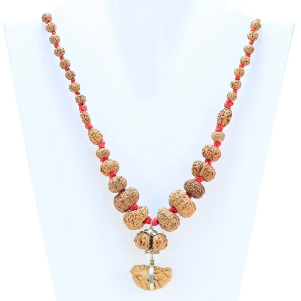 1 to 14 Mukhi Rudraksha Mala ( Siddha Mala ) - Certificate: DCL/2026/B/0054 - Rudraksha Zoom Image