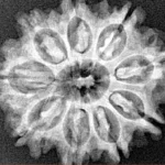 9 Mukhi Rudraksha 26.7mm 4.37gm - Xray