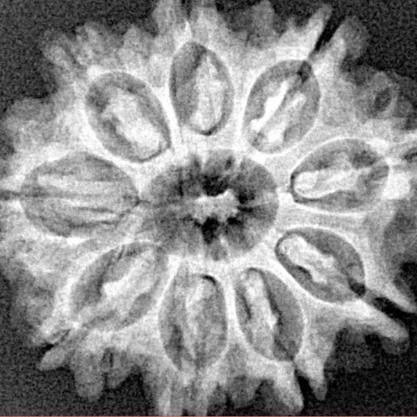 9 Mukhi Rudraksha 26.7mm 4.37gm - Xray