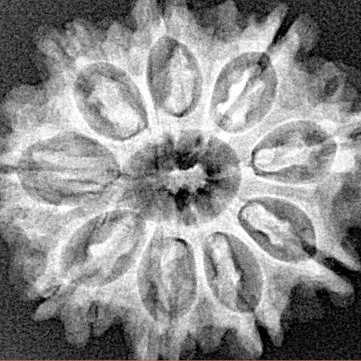 9 Mukhi Rudraksha 26.7mm 4.37gm - Xray