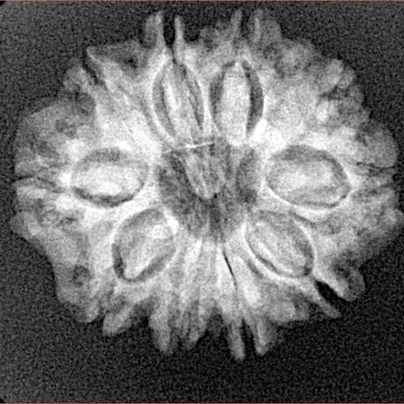 10 Mukhi Rudraksha 24.2mm 3.41gm - Xray