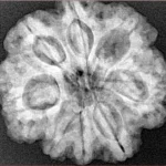 8 Mukhi Rudraksha 26.6mm 6.17gm - Xray