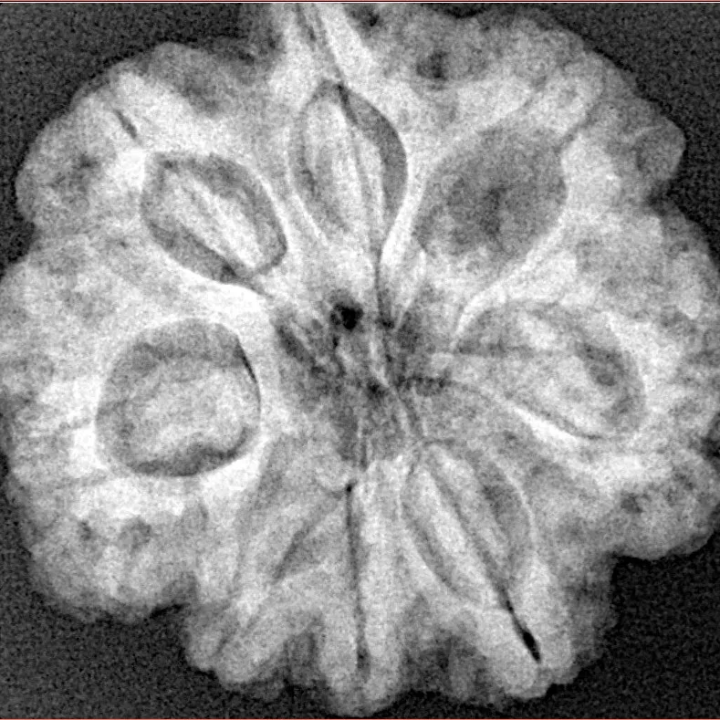 8 Mukhi Rudraksha 26.6mm 6.17gm - Xray