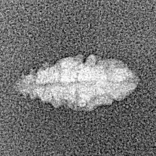 1 Mukhi Rudraksha 13.2mm 0.19gm - Xray