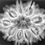 9 Mukhi Rudraksha 30.5mm 6.19gm - Xray