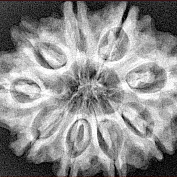 9 Mukhi Rudraksha 30.5mm 6.19gm - Xray