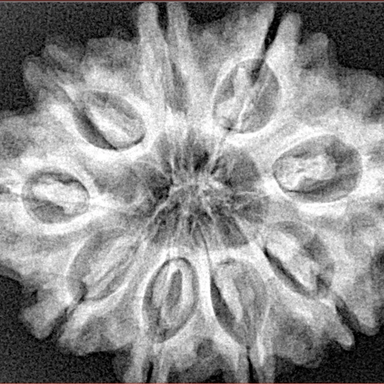 9 Mukhi Rudraksha 30.5mm 6.19gm - Xray