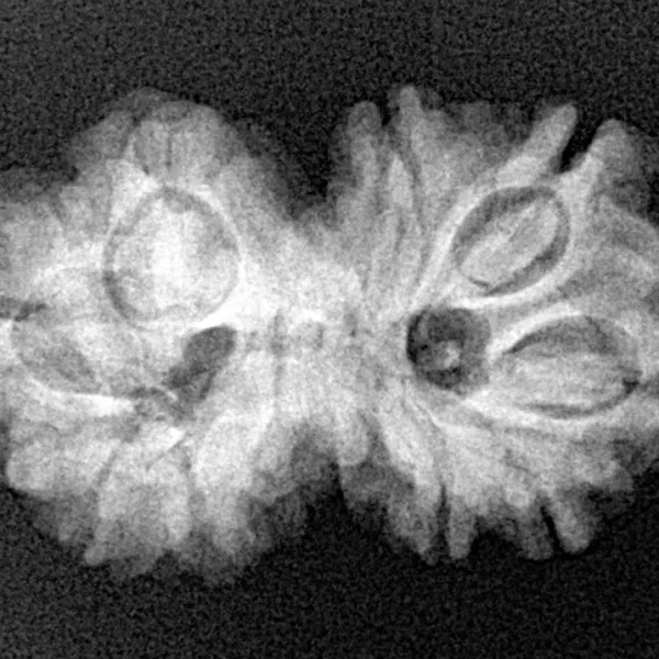 10 Mukhi G.S & Ganesh 27.7mm 3.76gm - Xray
