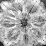 8 Mukhi Rudraksha 29.9mm 6.91gm - Xray