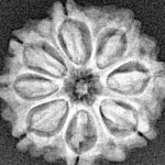 8 Mukhi Rudraksha 20.6mm 2.56gm - Xray