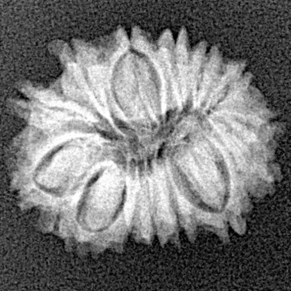 14 Mukhi Rudraksha 19mm 1.64gm - Xray