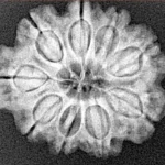 9 Mukhi Rudraksha 24.3mm 4gm - Xray