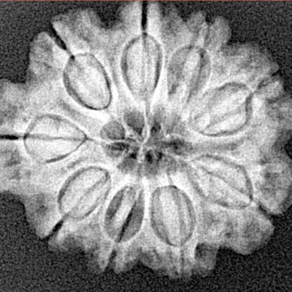 9 Mukhi Rudraksha 24.3mm 4gm - Xray