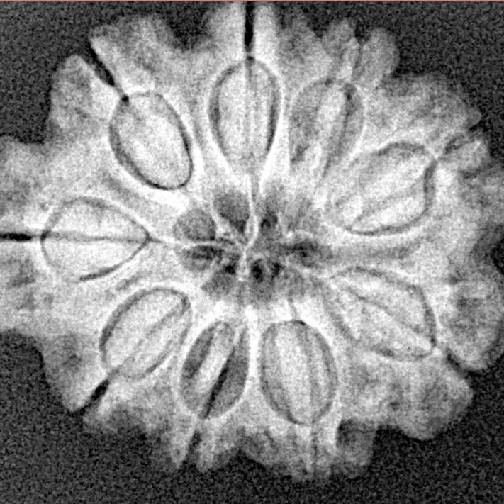 9 Mukhi Rudraksha 24.3mm 4gm - Xray