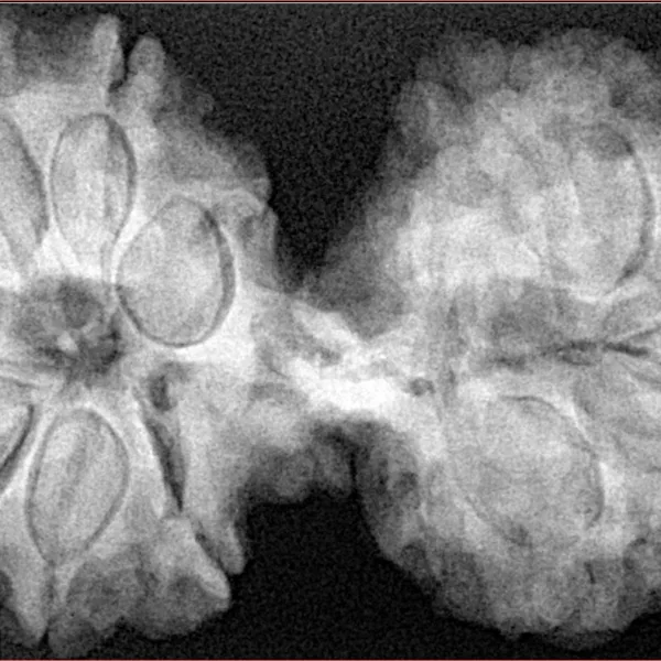 12 MK Gaurishankar 40.5mm 8.83gm - Xray