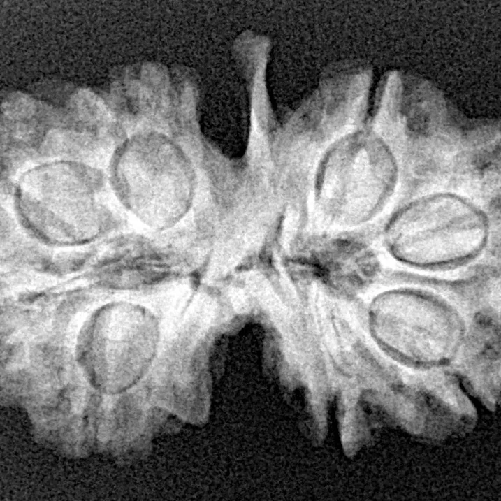 8 Mukhi G.S & Ganesh 29.1mm 4.21gm - Xray