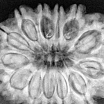 13 Mukhi Rudraksha 32mm 7.88gm - Xray