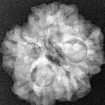 1MK(Underdeveloped) 21.5mm 3.26gm - Xray