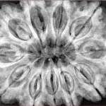 11 Mukhi Rudraksha 34.5mm 9.68gm - Xray
