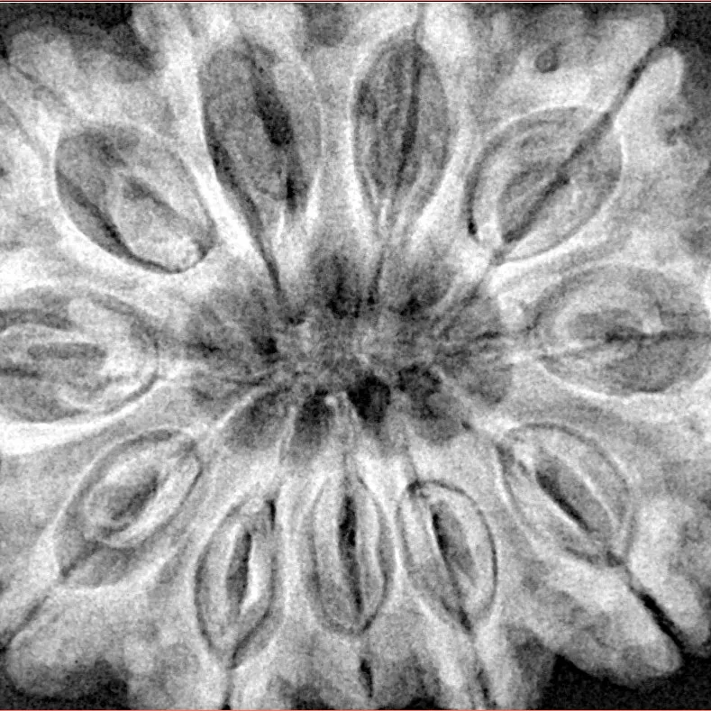 11 Mukhi Rudraksha 34.5mm 9.68gm - Xray