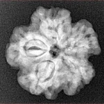 1MK(Underdeveloped) 22.1mm 3.88gm - Xray
