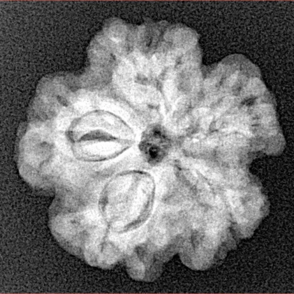 1MK(Underdeveloped) 22.1mm 3.88gm - Xray