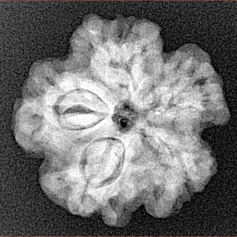 1MK(Underdeveloped) 22.1mm 3.88gm - Xray