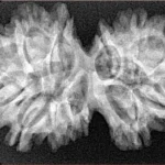 13 MK Gaurishankar 35.6mm 5.58gm - Xray