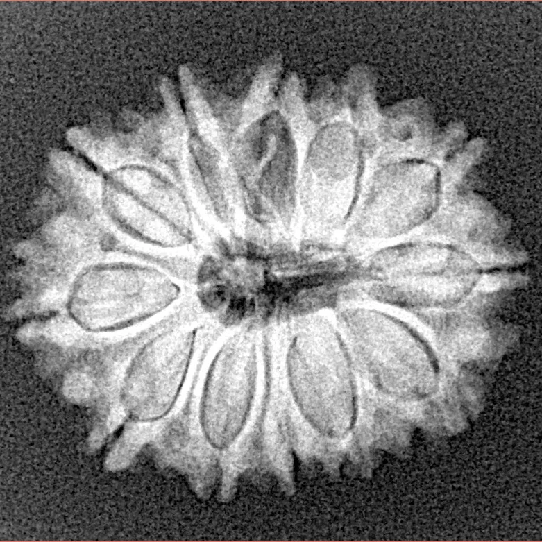 12 Mukhi Rudraksha 24.2mm 3.47gm - Xray