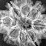 8 Mukhi Rudraksha 28mm 5gm - Xray