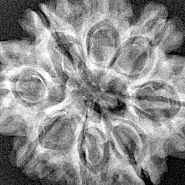 8 Mukhi Rudraksha 28mm 5gm - Xray