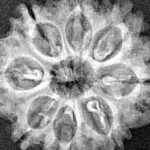 8 Mukhi Rudraksha 26.3mm 3.55gm - Xray