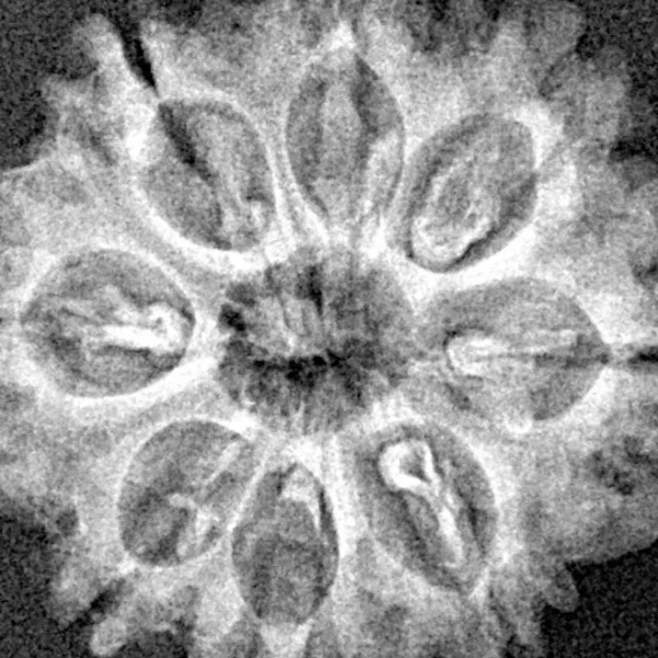 8 Mukhi Rudraksha 26.3mm 3.55gm - Xray