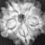 1MK(Underdeveloped) 22.2mm 3.6gm - Xray
