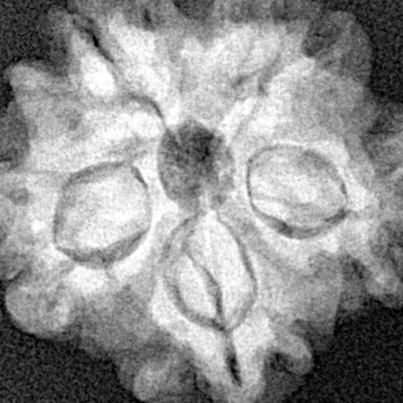 1MK(Underdeveloped) 22.2mm 3.6gm - Xray