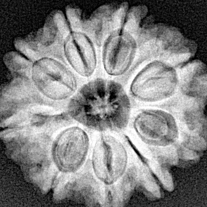9 Mukhi Rudraksha 24.3mm 4.42gm - Xray