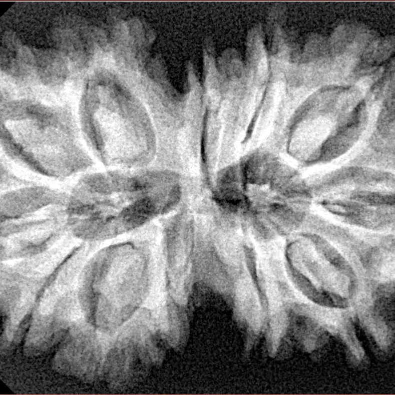12 MK Gaurishankar 35.6mm 6.18gm - Xray