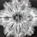 8 Mukhi Rudraksha 29.7mm 7.23gm - Xray