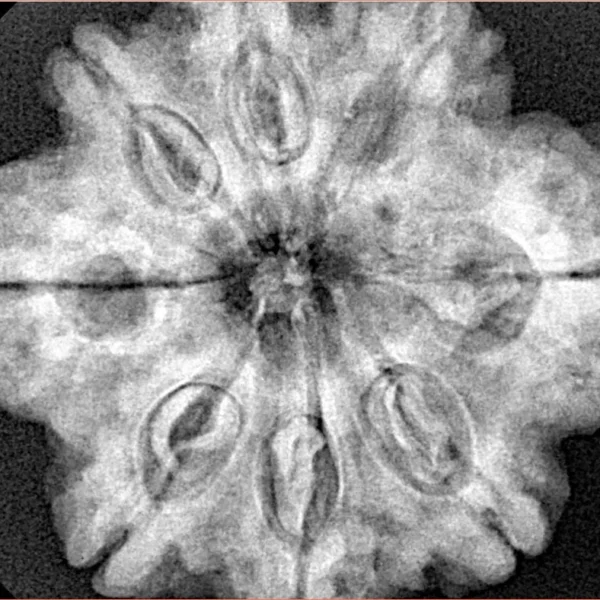 8 Mukhi Rudraksha 29.7mm 7.23gm - Xray